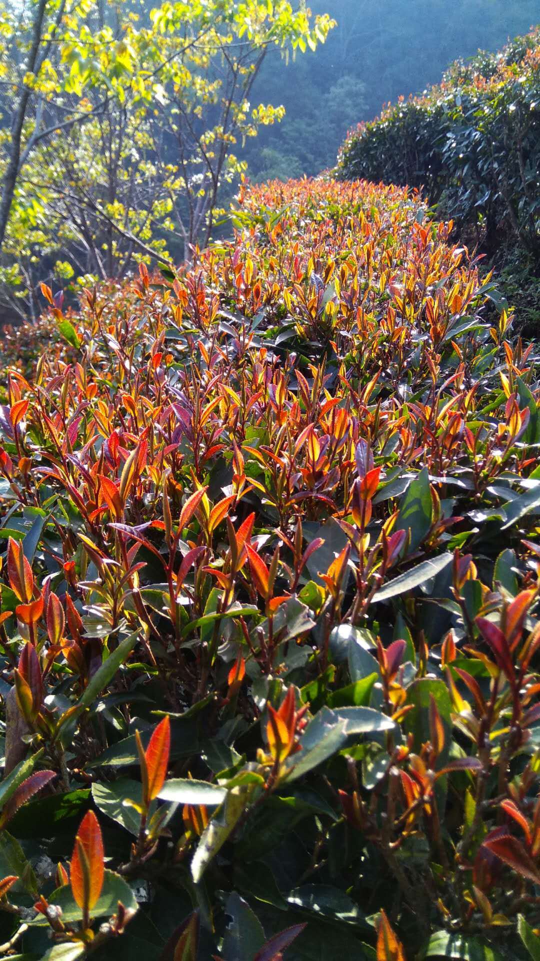 产地供应紫鹃红茶