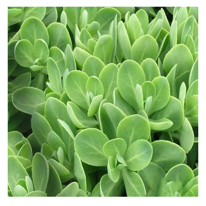 八宝景天宿根花卉 三七景天中华景天 红胭脂景天佛甲草 切花材料