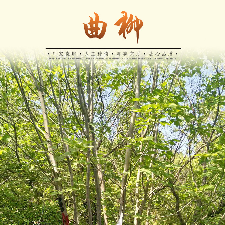 东北长期供应丛生花曲柳 丛生水曲柳曲柳价格大小曲柳-阿里巴巴