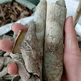 白银树皮
