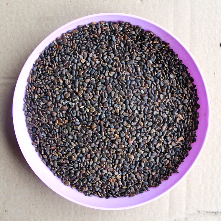 果树种子发芽-果树种子发芽厂家,品牌,图片,热帖-阿里巴巴