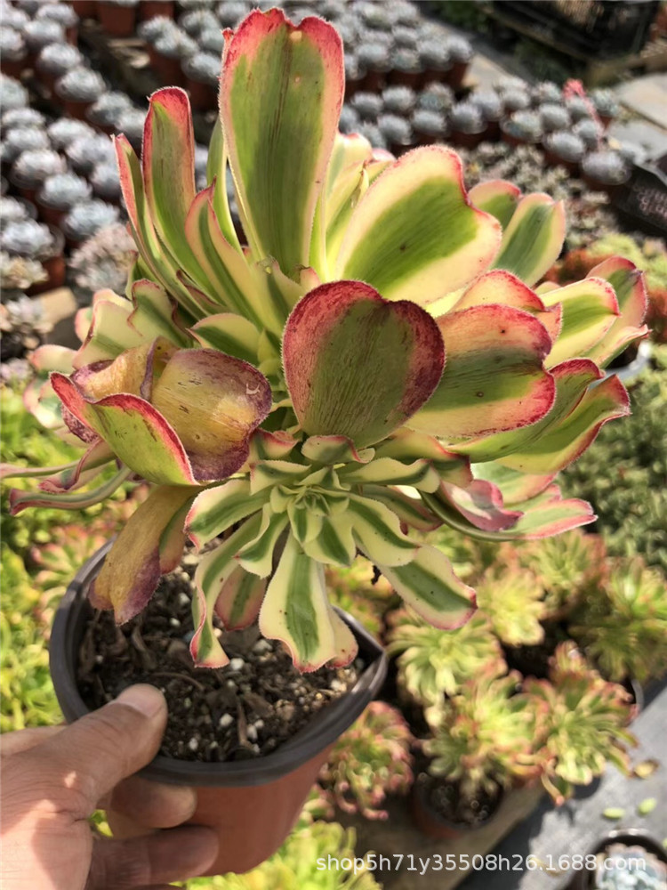 220多肉植物大棚跑量批发 艳日伞老桩盆12cm高15cm左右多肉品种