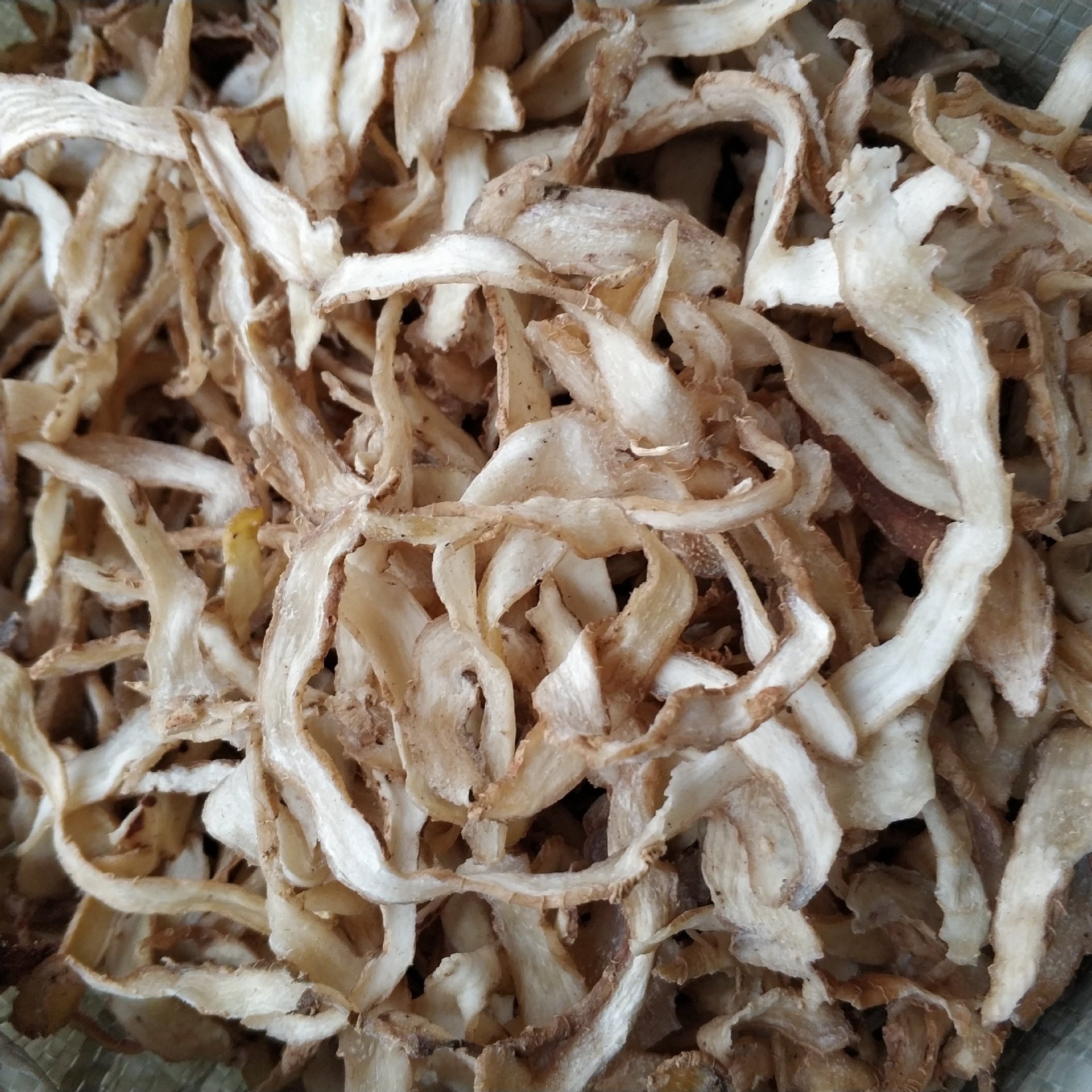 批发供应玉竹 玉竹切片 无硫个大 产地供应 量大从优 支持代发