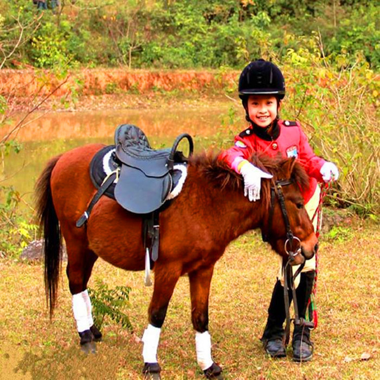 个人骑乘选什么矮马比较好 矮马的图片 训好的矮马价格