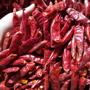 滕州辣椒