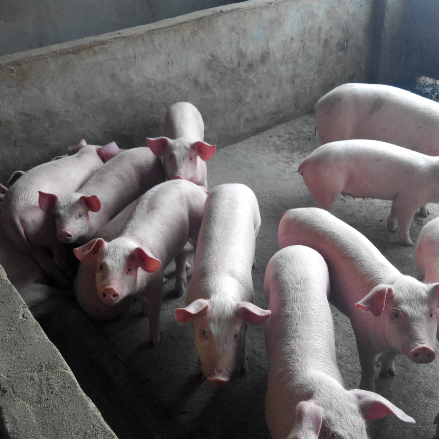 山东广西猪崽苗猪价格广西三元仔猪母猪基地广西黑猪苗批发价格