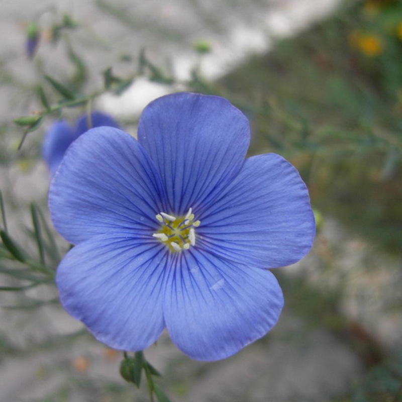 兰花亚麻种子蓝花亚麻花种子阳台室内盆栽六倍利野花组合花卉种籽
