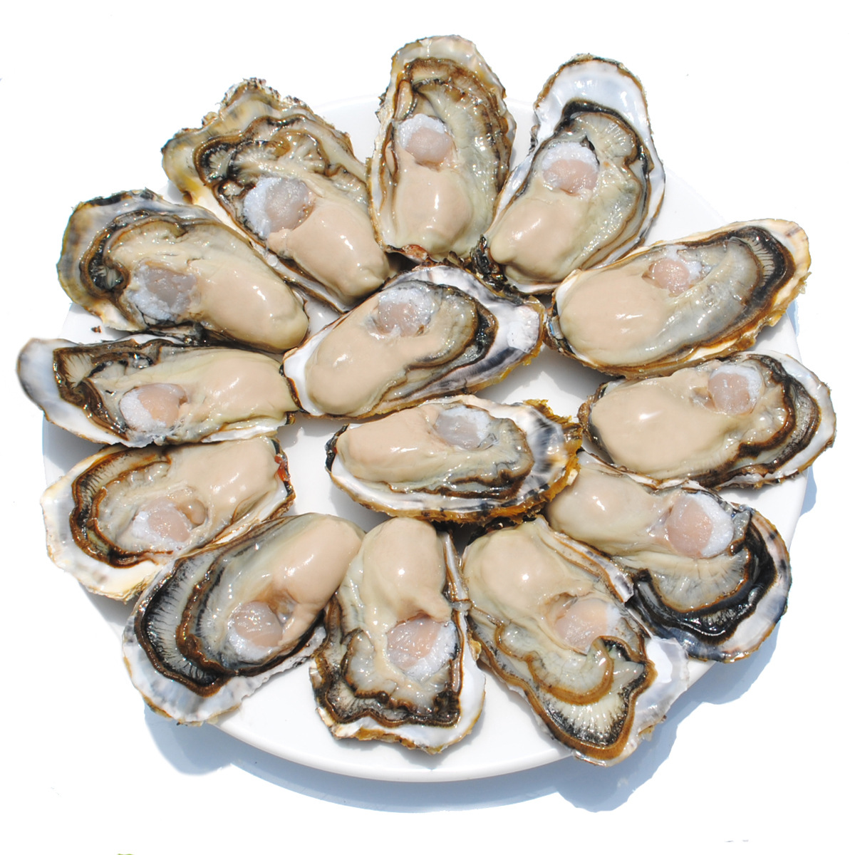 乳山生蚝鲜活三倍体牡蛎新鲜海蛎子肉海鲜水产食材产地批发1-2两