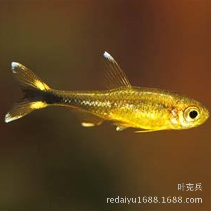 热带观赏鱼批发 迷你灯鱼 银顶光尾裙鱼小型群游鱼-阿里巴巴