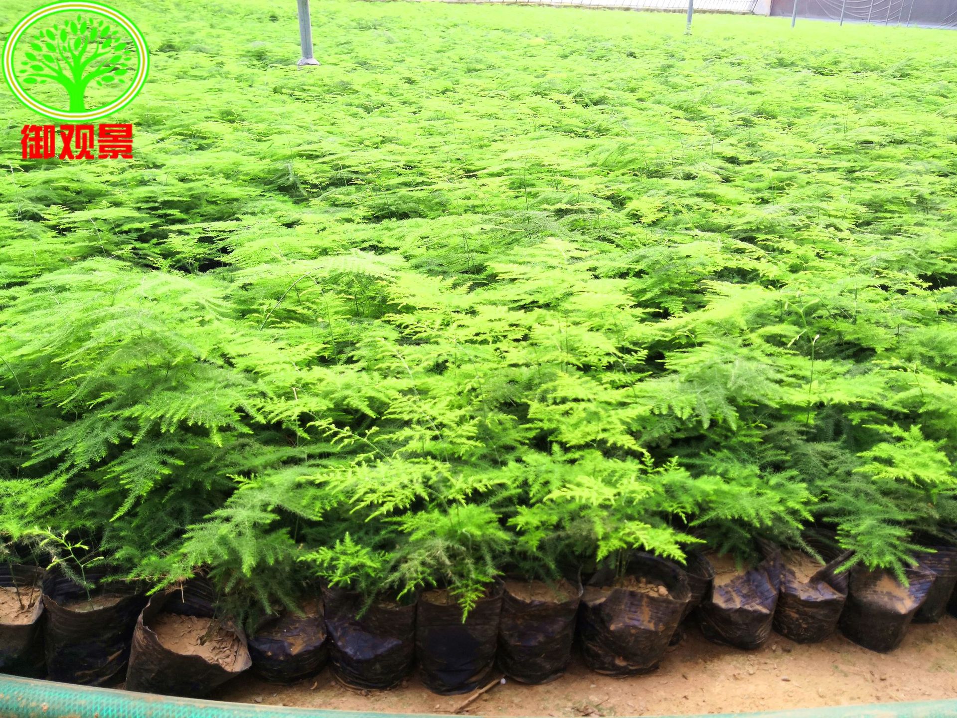 文竹盆栽 基地大棚直销 花卉绿植多肉植物盆栽大量批发优惠