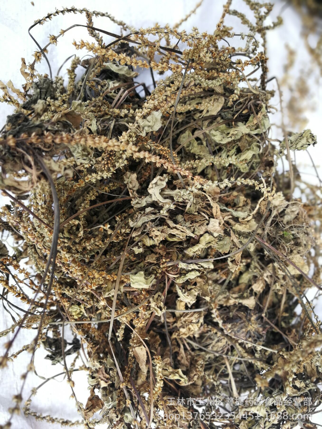 车前草中草药材 新鲜干货车前草牛舌菜地胆草牛甜菜 车轱辘菜