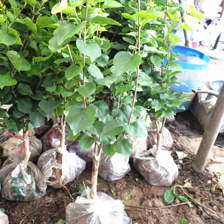 丁香花种子四季 耐寒花卉盆景嫁接丁香苗 当年开花盆景绿植丁香苗