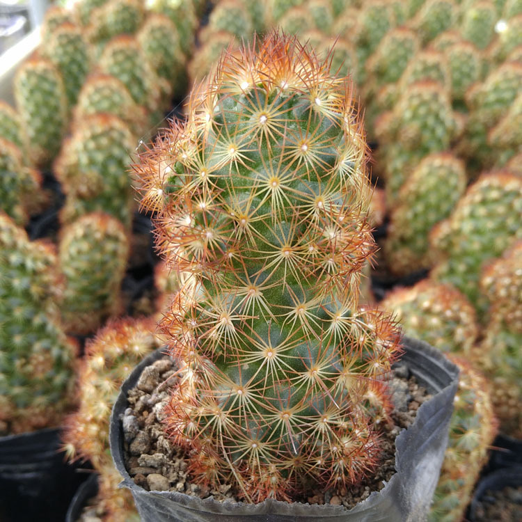 漳州多肉植物批发仙人球金手指裸根花卉绿植盆栽园艺盆景