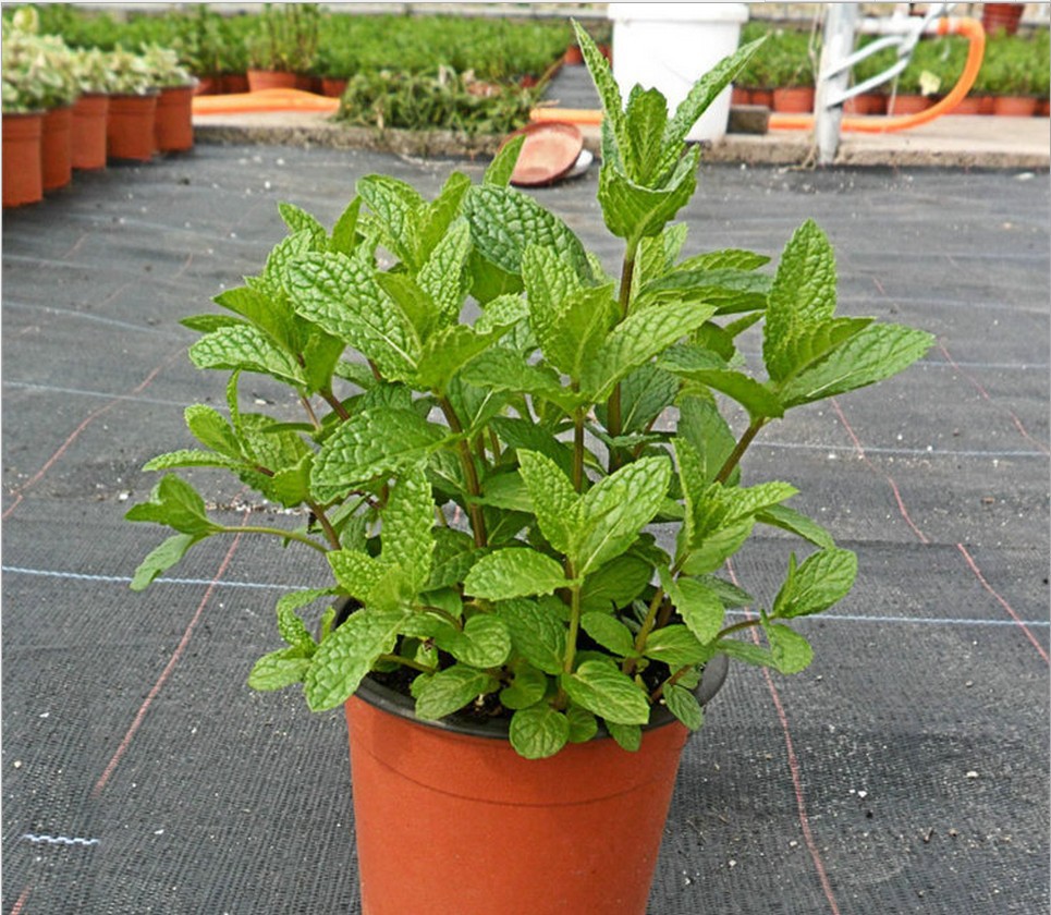 薄荷苗 盆栽柠檬 新鲜食用 薄荷叶 胡椒室内盆栽绿植薄荷草银丹