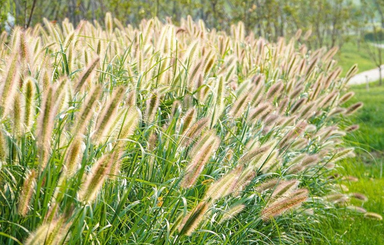 杂交狼尾草种子 鼠尾草 不倒状甜象草科 牧草种子美洲杂交狼尾草