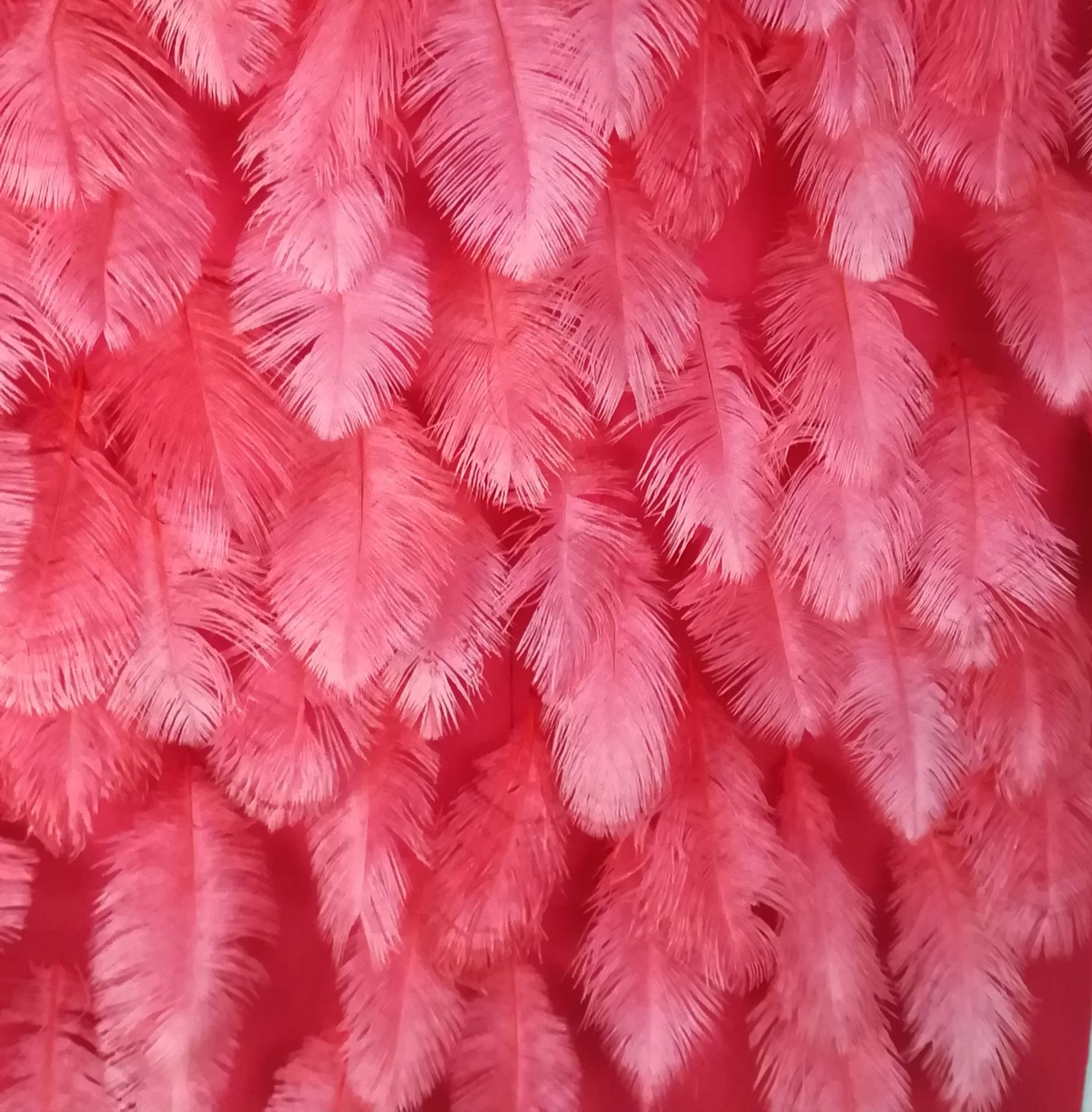 25-30cm粉色鸵鸟毛 网红拍照羽毛背景墙 婚庆装饰 抖音羽毛墙材料