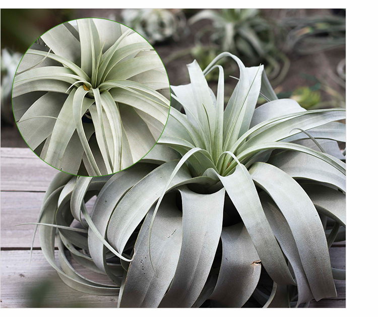 空气凤梨植物霸王精灵懒人无土绿植花卉室内花盆栽净化空气除甲醇