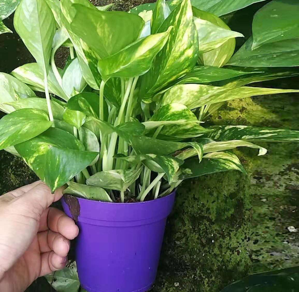 基地直销 观叶植物小盆栽可水培室内花卉净化空气 120#花叶绿萝