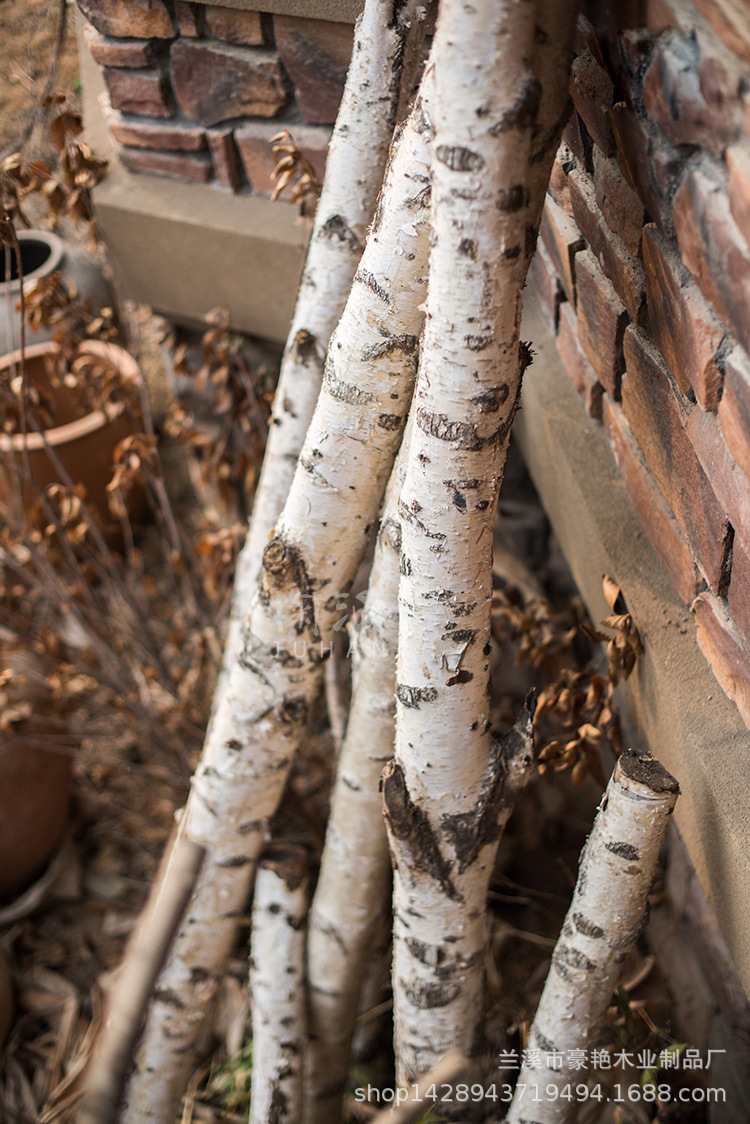 天然白桦树白桦木树枝树干家居装饰隔断装修装饰拍摄道具