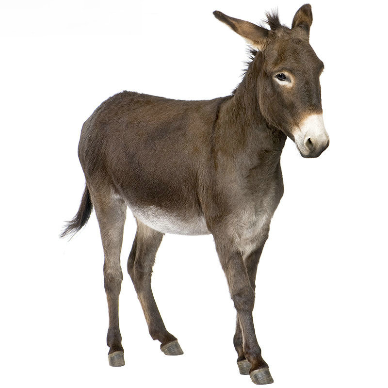 肉驴仔价格销售肉驴活体育肥肉驴 山东肉驴苗价格走向