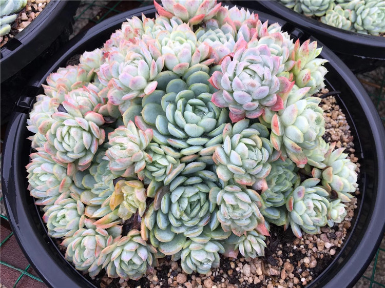 1725限量多肉植物大棚批发 大号日冰梅大群盆28cm品相多肉品种