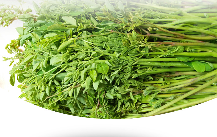 辣木菜产地批发 辣木鲜条 辣木叶 辣木鲜叶 冰冻辣木菜批发