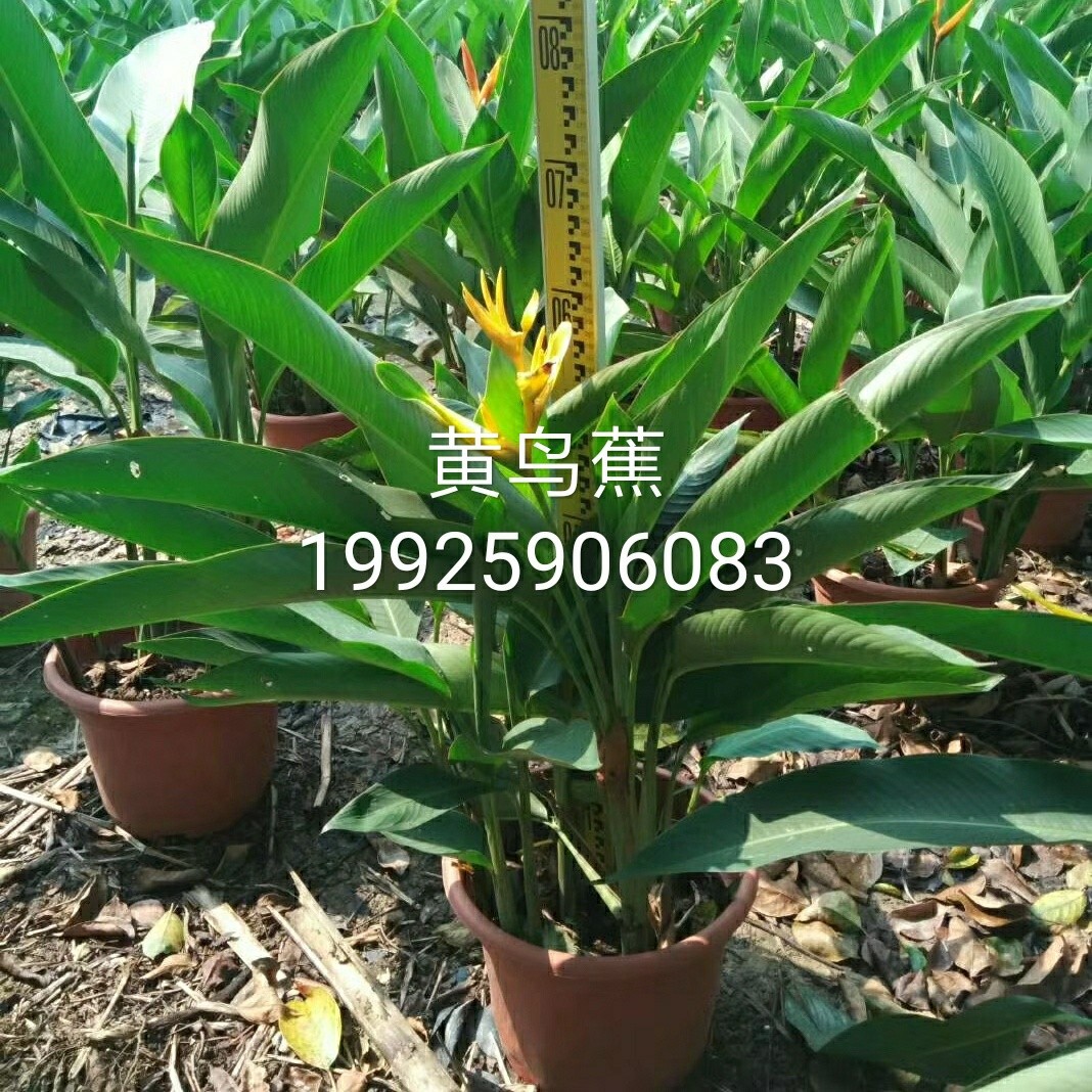 5米高袋苗 盆栽黄丽鸟蕉 鹦黄赫蕉 小天堂鸟蕉