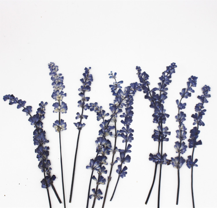 鼠尾草干花真花标本薰衣草压花diy相框书签美妆香薰蜡烛儿童手工