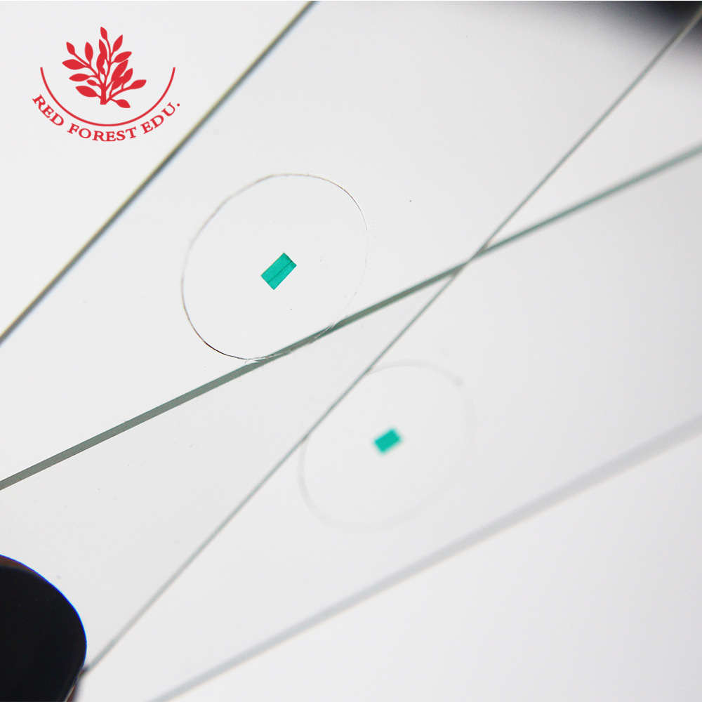 科研生物教学显微镜配件结构清染色鲜艳洋葱鳞片表皮装片生物切片