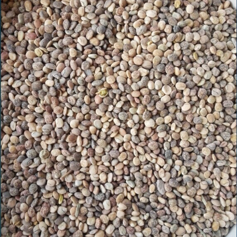 鲁冰花种子四季种易活花籽四季开花羽扁豆种子多年生宿根庭院室外