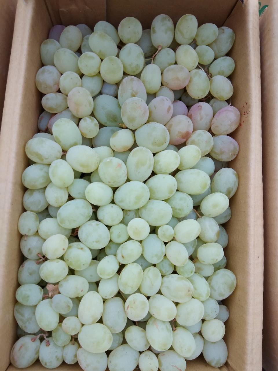 供应新疆特产干果新鲜水果当季水果吐鲁番木纳格葡萄非无核白