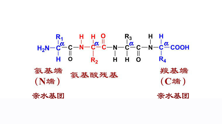 一个氨基酸的氨基与另一个氨基酸的羧基可以缩合成肽,形成的酰胺基在