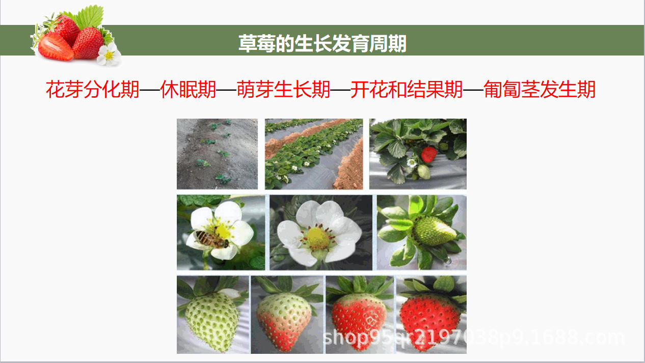 草莓生理特性及病虫害防控措施第一篇