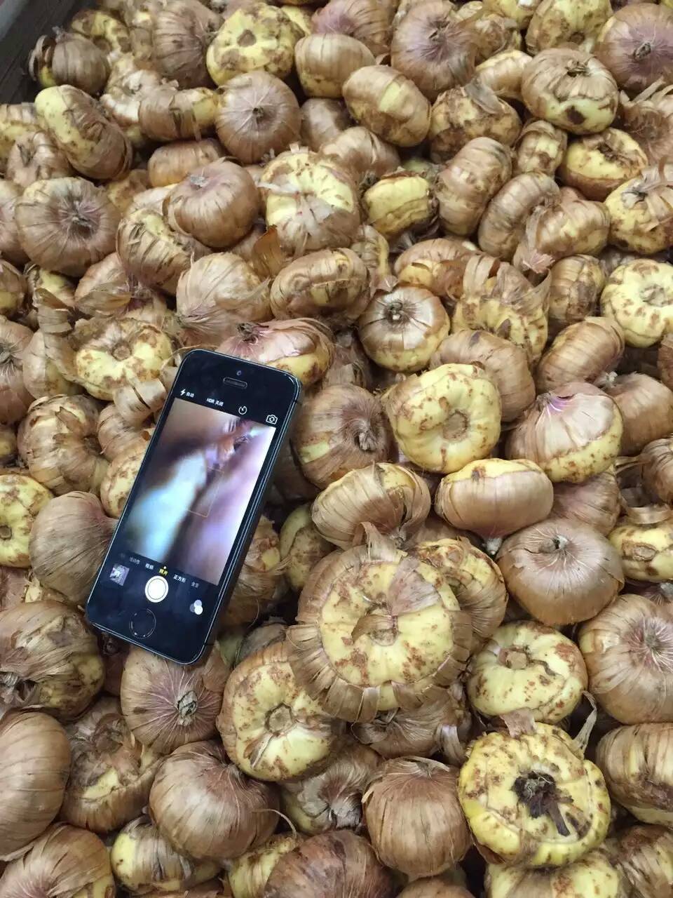 供应荷兰进口唐菖蒲种球