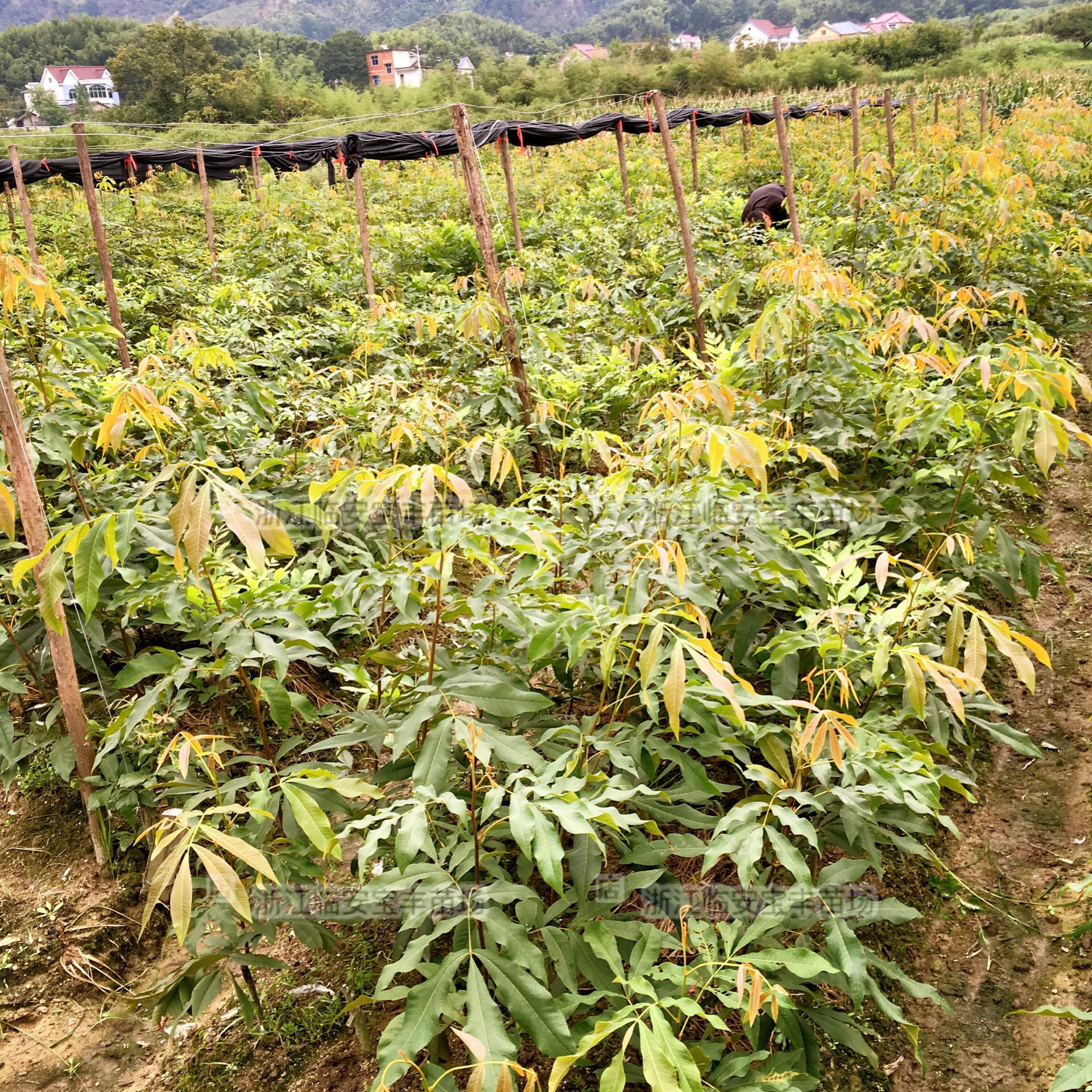 【2年实生苗】临安手剥山核桃苗木 宝丰苗场 奶油椒盐水煮