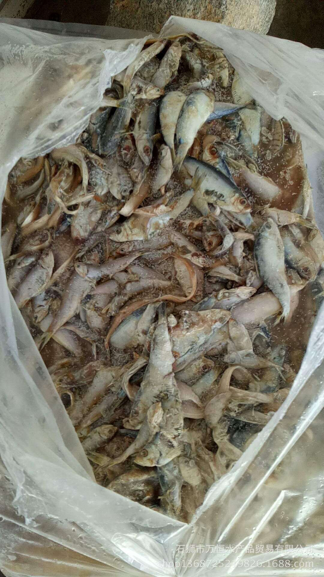 石狮万恒水产批发冷冻饲料鱼 杂鱼 可喂鱼 喂螃蟹 9.5公斤一件