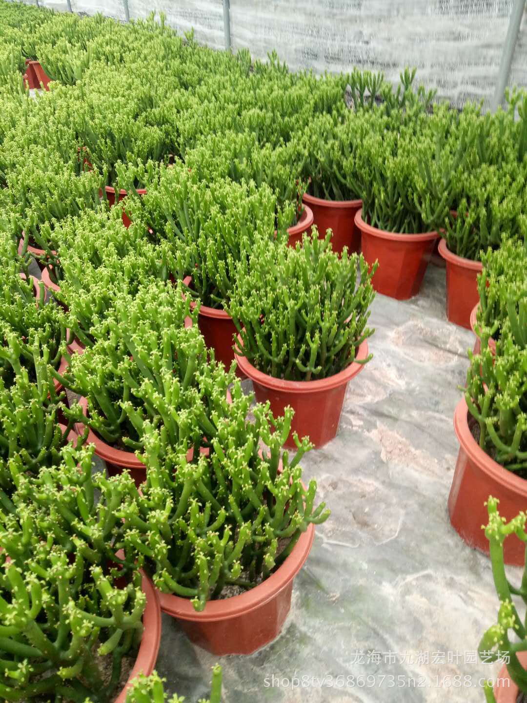 宏叶花卉景天科多肉 珊瑚柱光棍树 仙人柱产地直销景观 盆栽批发