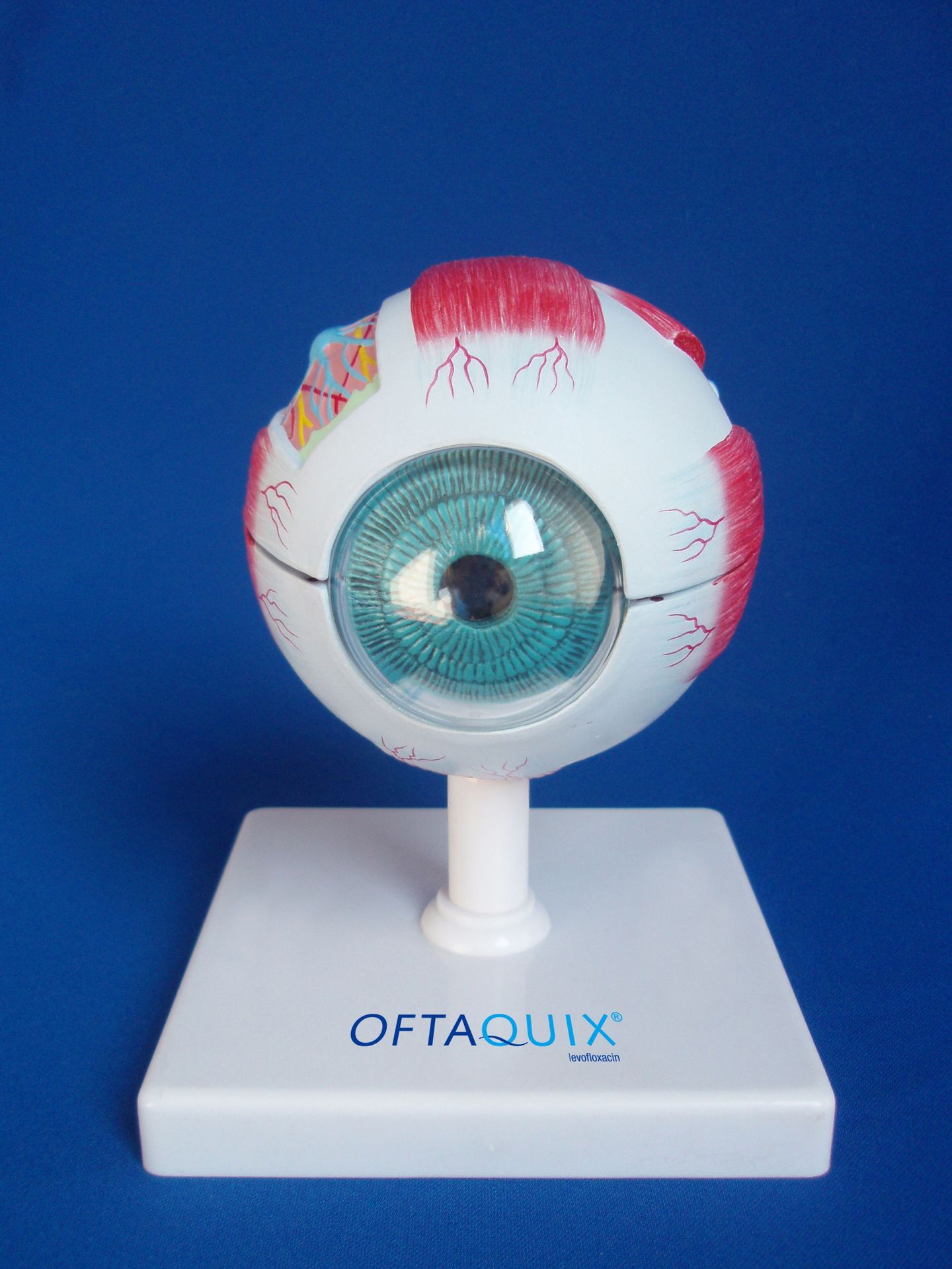 眼球模型 教学模型 3d眼球模型