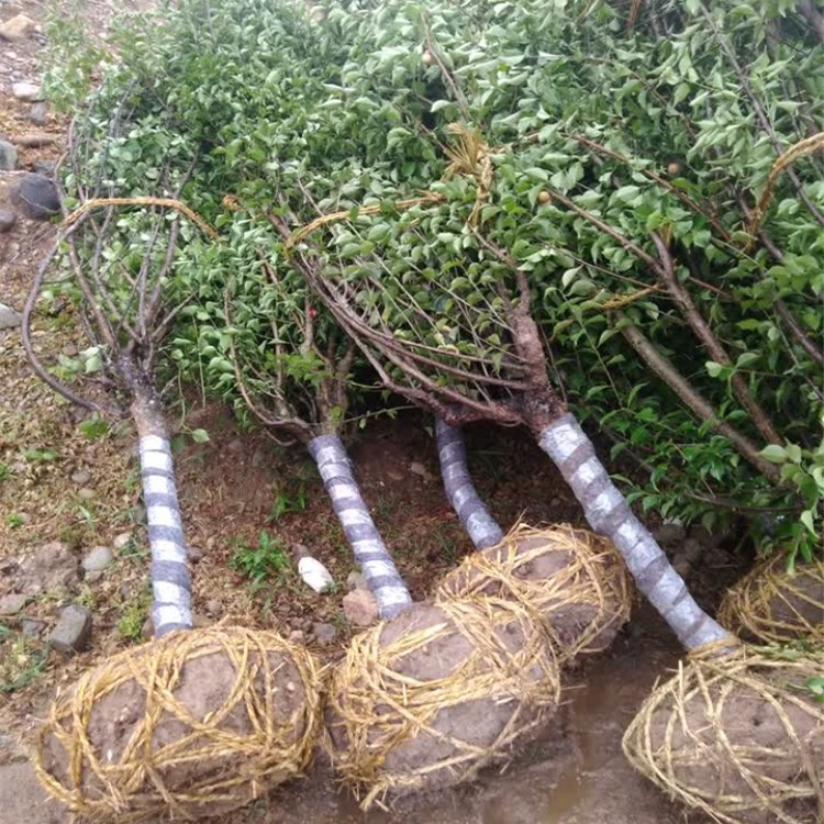 批发红梅 基地直销 庭院观花植物优质梅花树苗量大优惠风景树