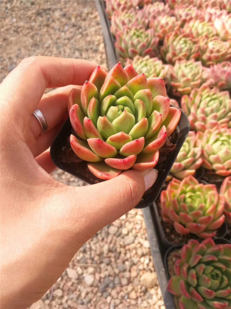 319多肉阳台植物大棚批发 红胭脂单头盆7cm品相美裸根发多肉品种