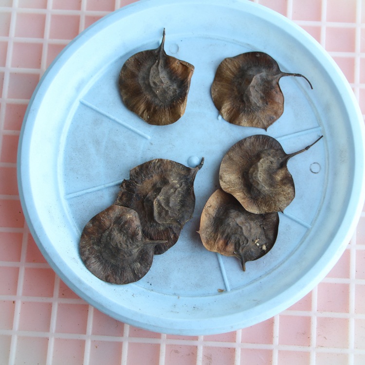 紫檀种子印度小叶紫檀种籽海南黄花梨种子金丝楠木种子红花楹种籽