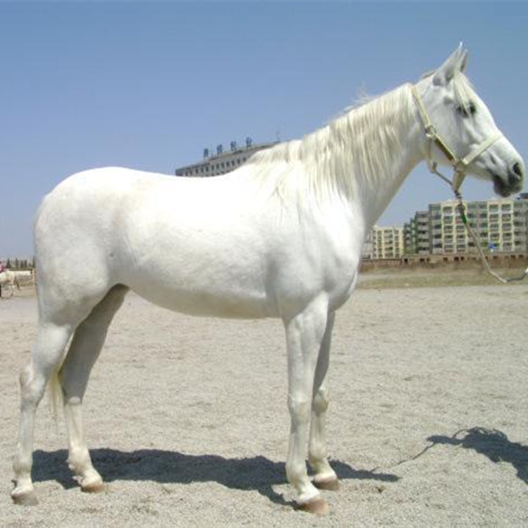 宠物矮脚马活体马,儿童德保矮马西双版纳宠物活体小羊驼活动展览