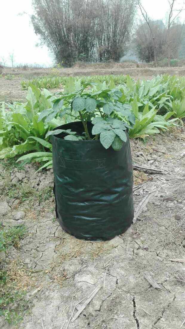 pe编织袋种植袋园艺土豆种植袋种植盆红薯蔬菜袋阳台创意种菜盆