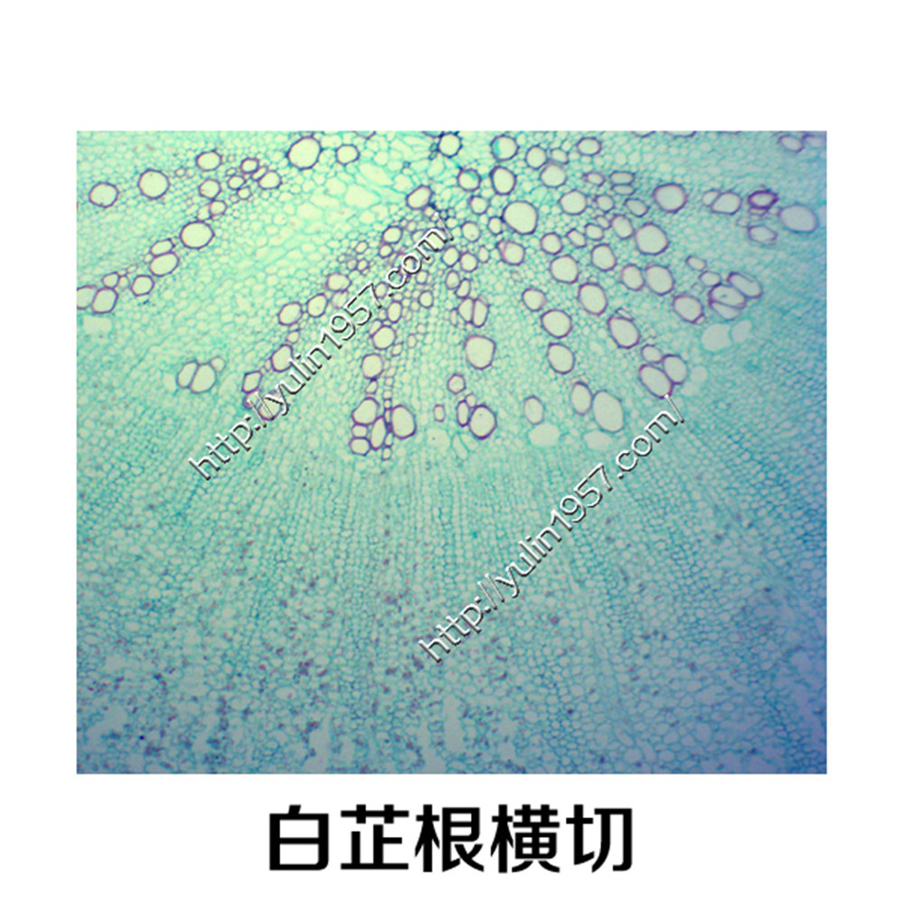 生物显微镜 生物学实验 玻片切片标本 白芷根横切