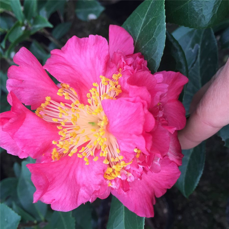 盆栽清场地特价茶花 五色香太阳茶花 多色系160杯三四十公分高