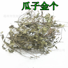 批发 瓜子金 辰砂草 金锁匙 瓜子草 挂米草 惊风草 包邮