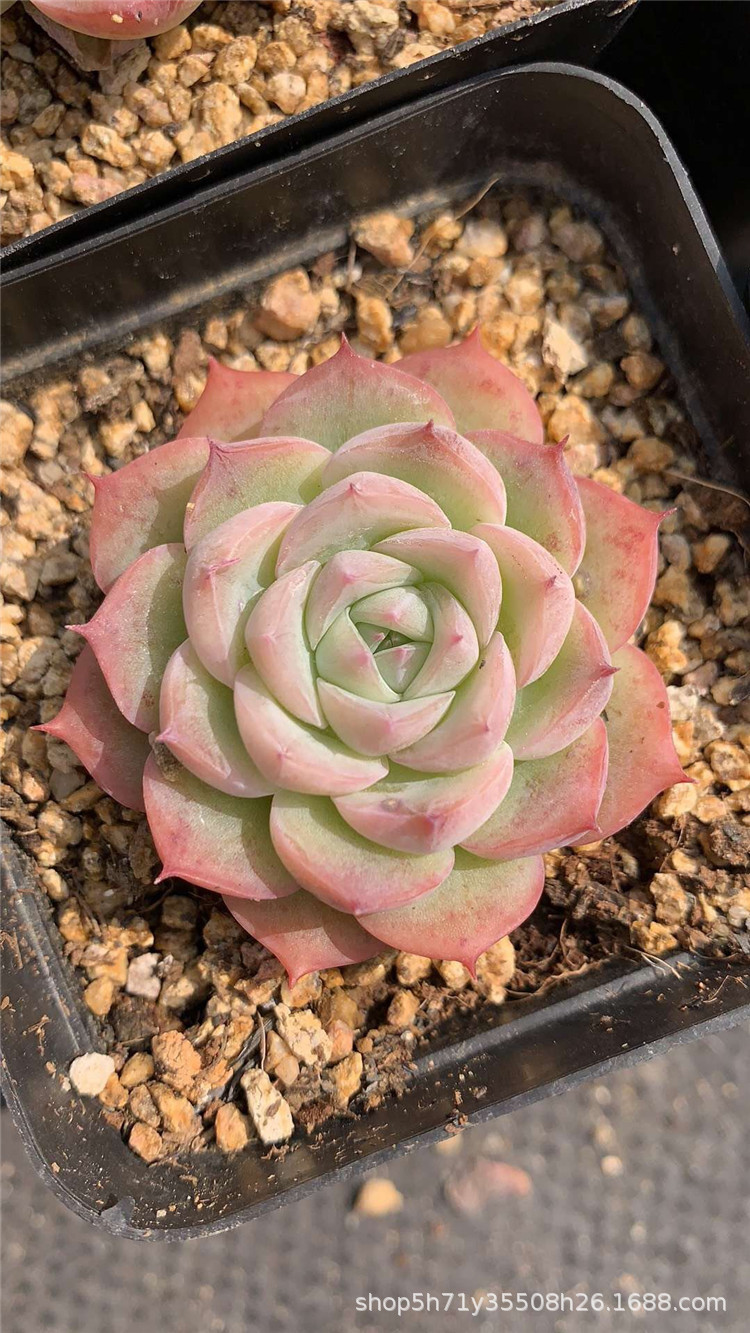 006精品多肉盆栽植物基地批发 水晶玫瑰单头4cm多肉珍稀品种限量