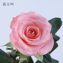 【跳舞兰】批发昆明鲜花 产地直销 花店用文心兰 跳舞兰鲜切花