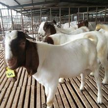 嘉旺 活体幼羊苗 30-60斤可供选择 黑山羊