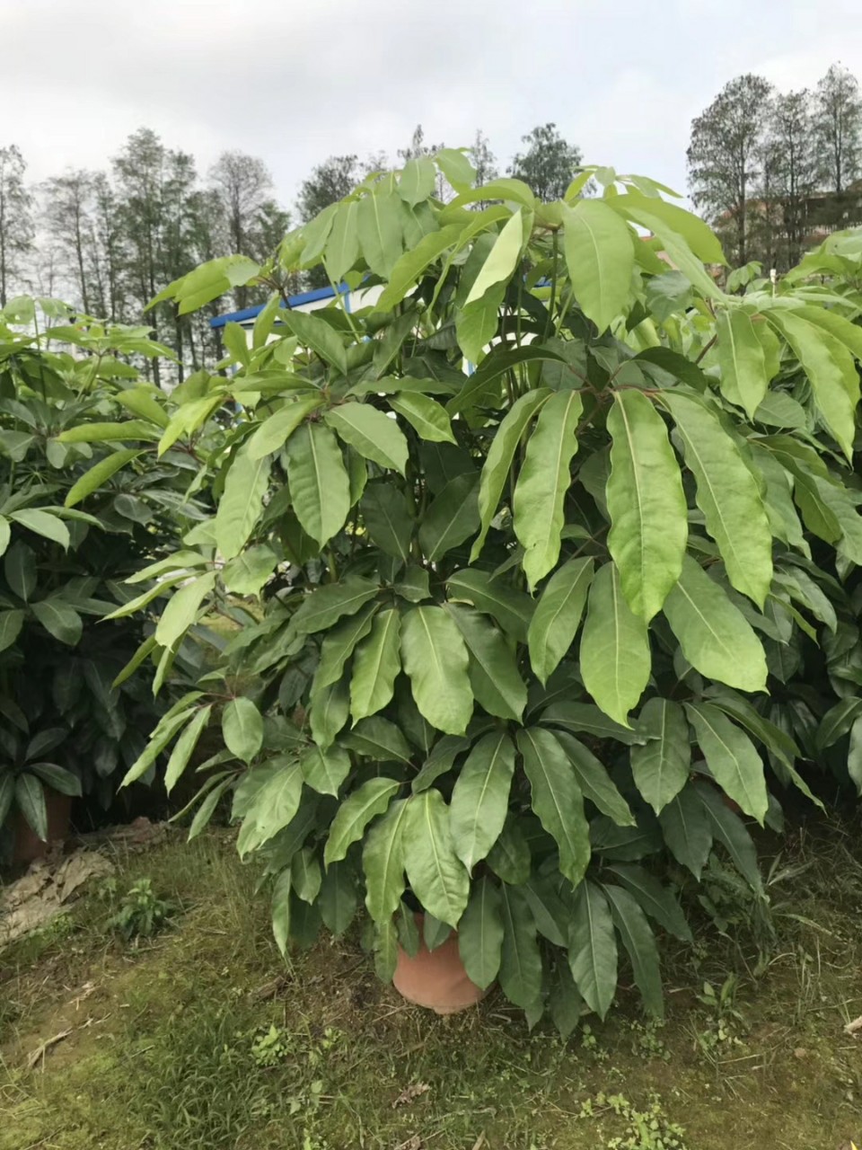 904基地直销大叶伞1525米盆栽袋苗澳洲鸭脚木